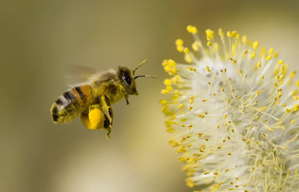 Close-up of a honey bee collecting pollen from a vibrant flower, showcasing the intricate details of its wings and fuzzy body.