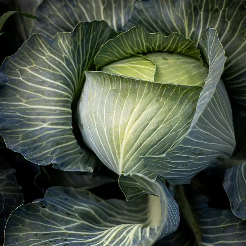 Image of Nutrition