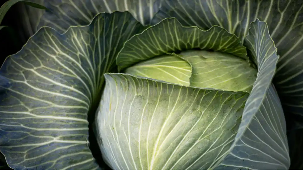 Nutrition Optimization
