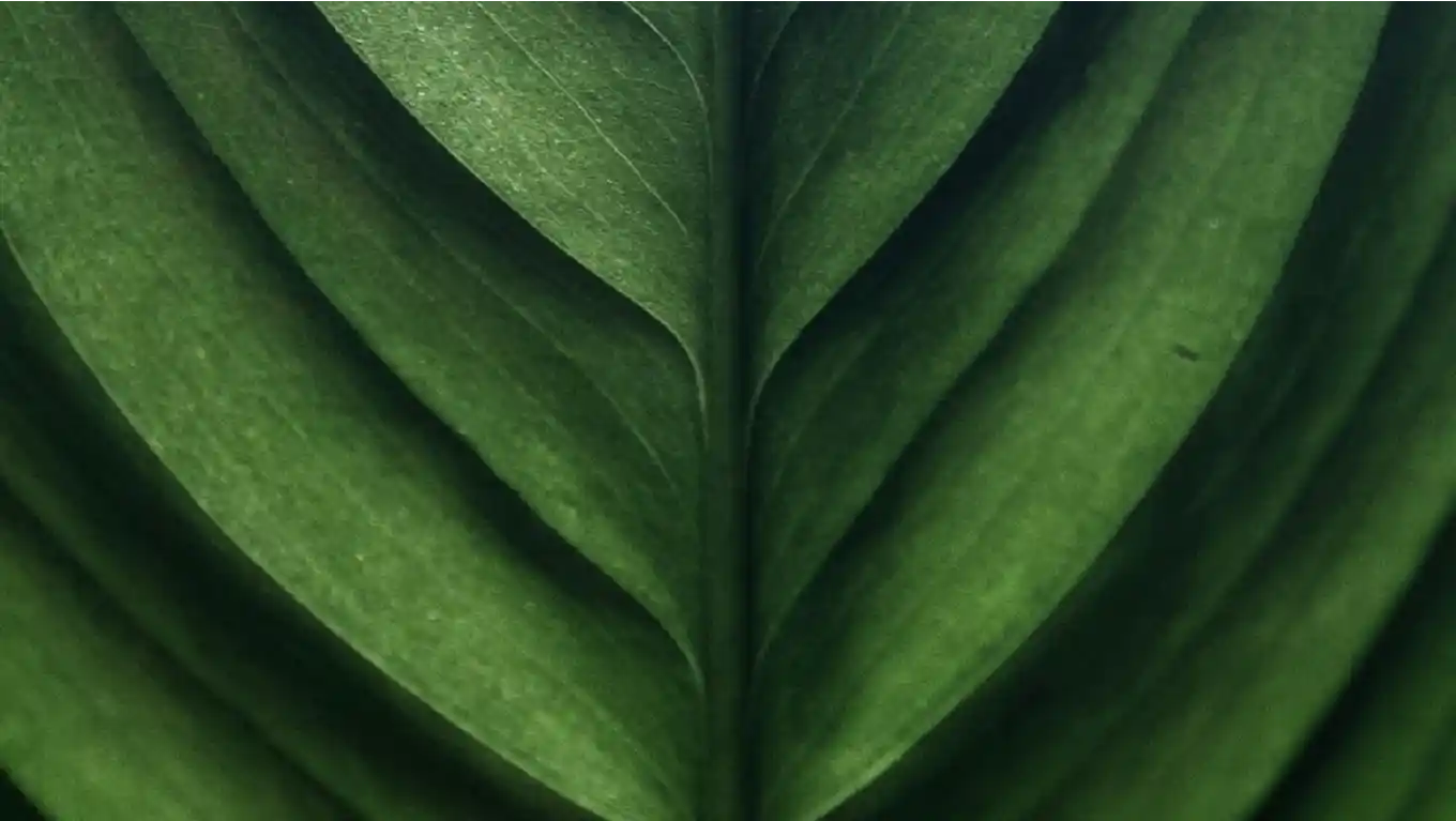Image of Longevity Medicine
